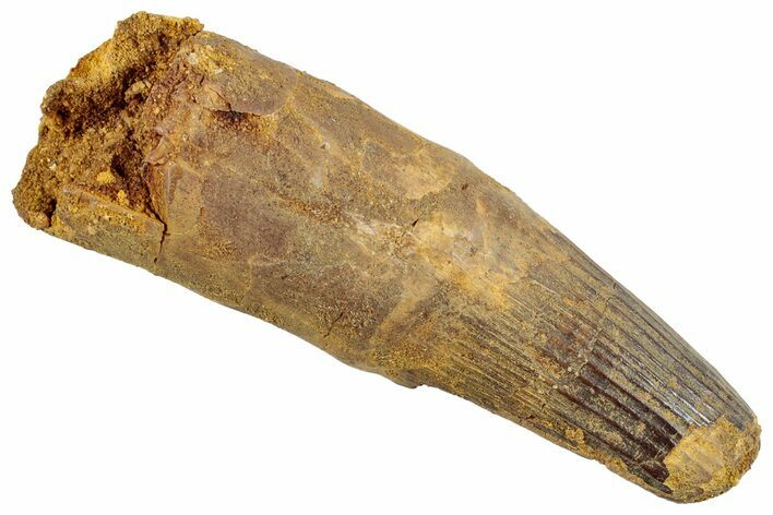 Fossil Spinosaurus Tooth - Huge Dinosaur Tooth #255493